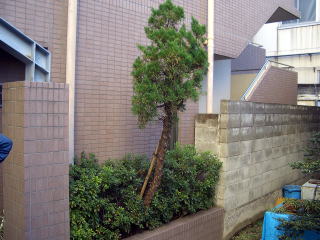 マンション植木伐採　植栽　荒川区