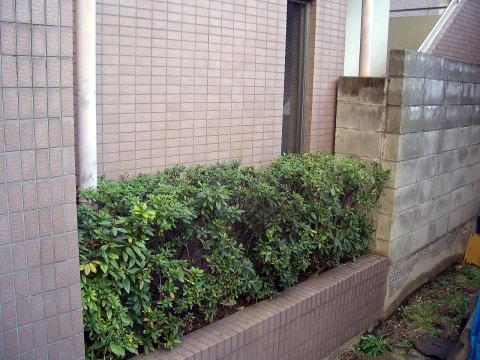 マンション植木伐採　植栽　荒川区