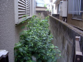 剪定　除草　雑草対策　真砂土舗装