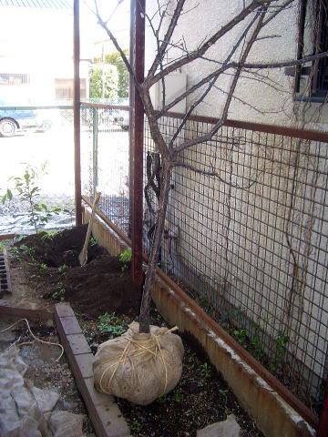 ウメ　植木　移植　足立区