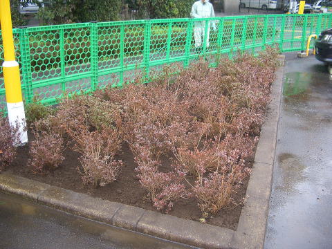 植栽　サツキ　ツツジ　店舗