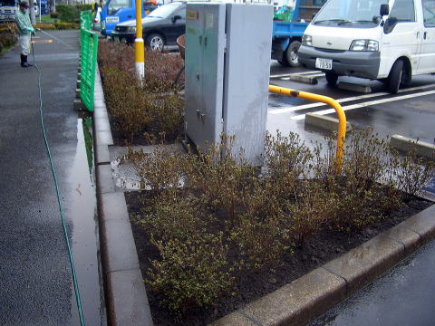 植栽　サツキ　ツツジ　店舗