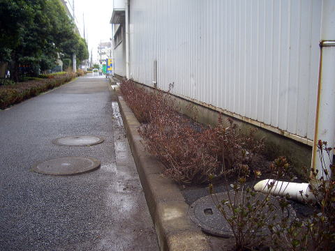 植栽　サツキ　ツツジ　店舗