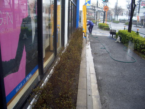 植栽　サツキ　ツツジ　店舗