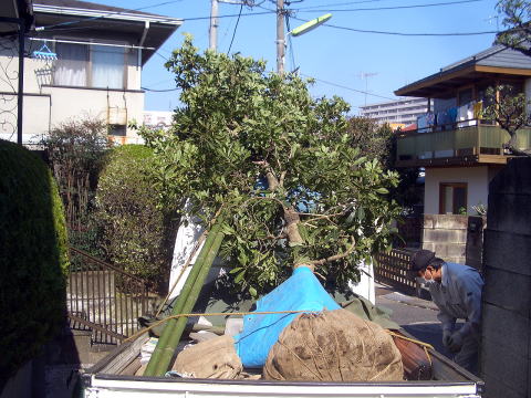 ヤマモモ　植栽