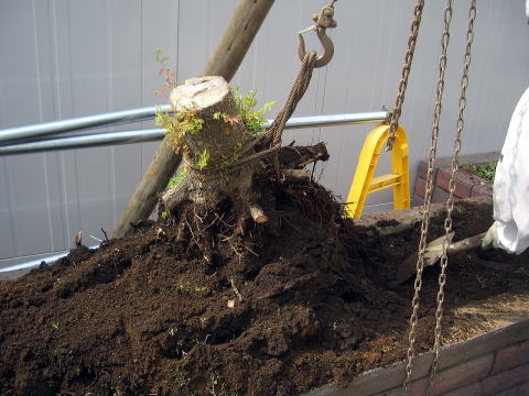 花壇リフォーム　伐根　除草　足立区