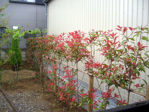 生垣　ベニカナメ　剪定　芝刈り　足立区