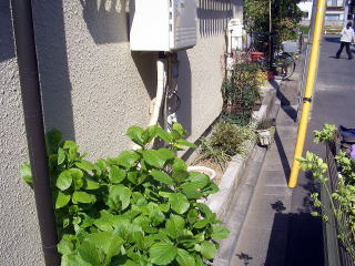 助成金利用　生垣植栽　キンマサキ