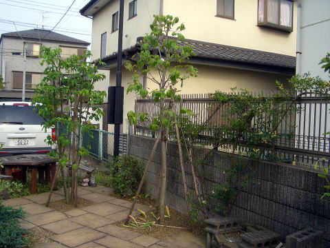 除草　芝刈り　剪定　草加市