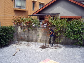 植栽　ベニカナメ　シンボルツリー　ヤマボウシ