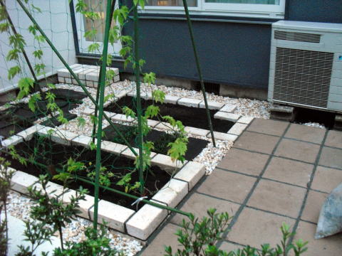 ゴーヤ　緑の壁　花壇